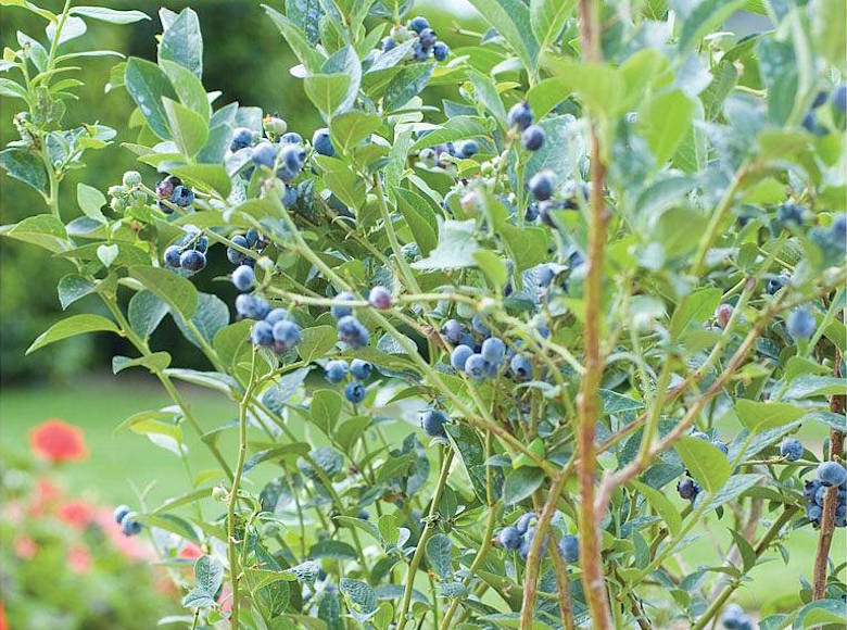 Pruning blueberries