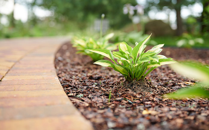 decorative bark chippings