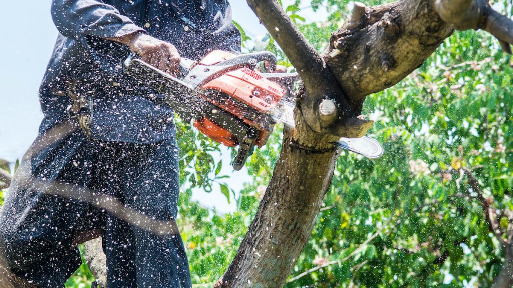 Tree Service